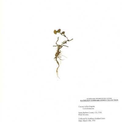 Common Names: California Butterweed, California Groundsel, California Ragwort Scientific Name: Senecio californicus DC