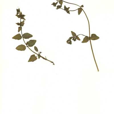 Common Name: Desert Wishbone Bush Scientific Name: Mirabilis laevis (Benth