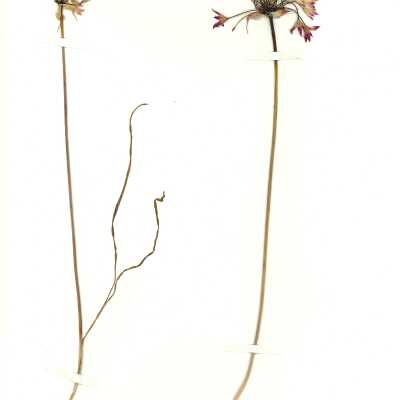 Common Name: Mexicali Onion Scientific Name: Allium peninsulare Lemmon ex Greene Family: Alliaceae San Luis Obispo County, CA, USA Collected by Kathleen Goddard Jones Date: 1970's