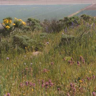 Castilleja exserta, Purple Owl's Clover, Coreopsis Gigantea, Giant Coreopsis, Coreopsis Hill, D