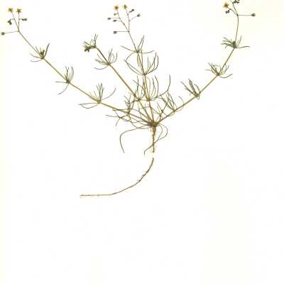 Common Name: Corn Spurry Scientific Name: Spergula arvensis L