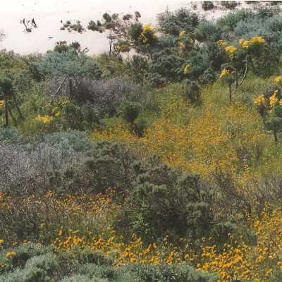 Amsinckia spectabilis, Fiddleneck, Coreopsis Gigantea, Giant Coreopsis, Ericameria ericoides, Mock Heather, Don Wood 1998