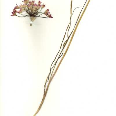 Common Name: Mexicali Onion Scientific Name: Allium peninsulare Lemmon ex Greene Family: Alliaceae San Luis Obispo County, CA, USA Collected by Kathleen Goddard Jones Date: 1970's