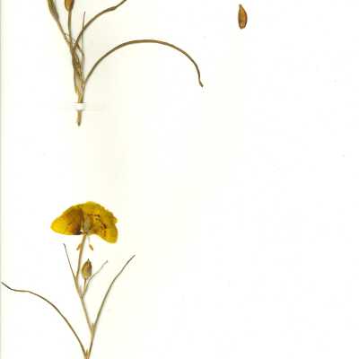 Common Name: Yellow Mariposa Lily Scientific Name: Calochortus luteus Lindl
