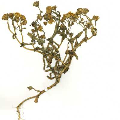 Common Names: California Butterweed, California Groundsel, California Ragwort Scientific Name: Senecio californicus DC