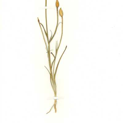 Common Name: Yellow Mariposa Lily Scientific Name: Calochortus luteus Lindl