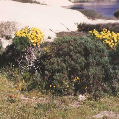 Coreopsis Gigantea, Giant Coreopsis, Ericameria ericoides, Mock Heather