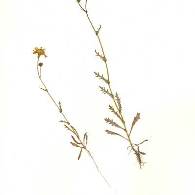 Common Names: California Butterweed, California Groundsel, California Ragwort Scientific Name: Senecio californicus DC