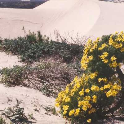 Coreopsis Gigantea, Giant Coreopsis