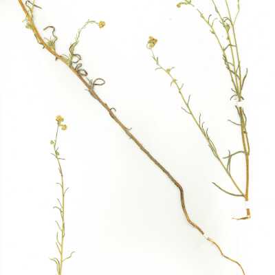 Common Name: Coast Range Cryptantha Scientific Name: Cryptantha corollata (I