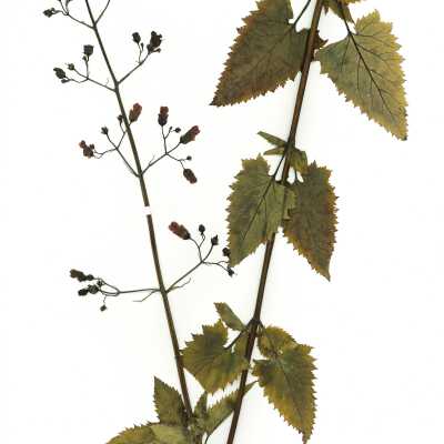 Common Names: California Bee Plant, California Figwort Scientific Name: Scrophularia californica Cham