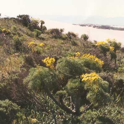 Coreopsis Gigantea, Giant Coreopsis