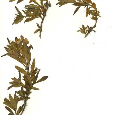 Common Name: Sticky Monkeyflower Scientific Name: Diplacus aurantiacus Curtis, formerly Mimulus aurantiacus Curtis Family: Phrymaceae San Luis Obispo County, CA, USA Collected by Kathleen Goddard Jones Date: 1970's
