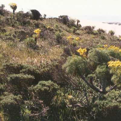 Coreopsis Gigantea, Giant Coreopsis, Ericameria ericoides, Mock Heather