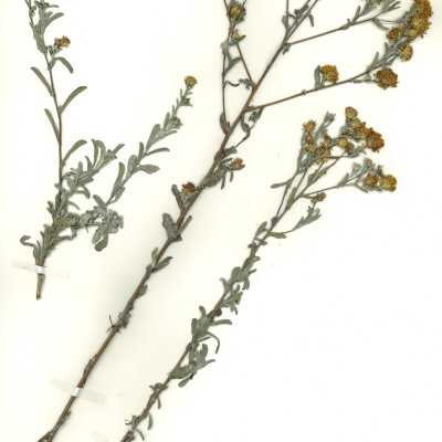 Common Name: Common Sandaster Scientific Name: Corethrogyne filaginifolia (Hook