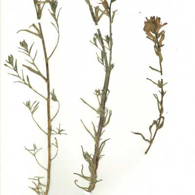 Common Name: Indian Paintbrush Scientific Name: Castilleja sp