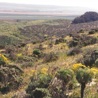 Coreopsis Gigantea, Giant Coreopsis, Ericameria ericoides, Mock Heather