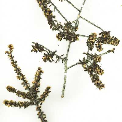 Common Names: Sand Buck Brush, Sedgeleaf Buckbrush Scientific Name: Ceanothus cuneatus (Hook