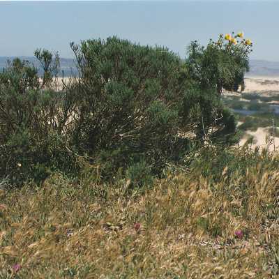 Coreopsis Gigantea, Giant Coreopsis, Ericameria ericoides, Mock Heather
