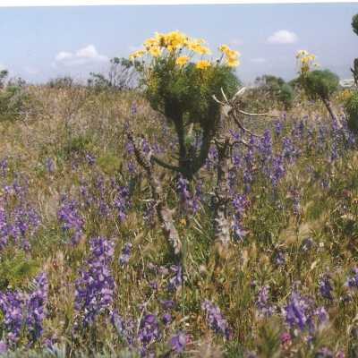 Don Wood, Delphinium parryi subspecies Blochmaniae, Dune Larkspur, Coreopsis Gigantea, Giant Coreopsis on Coreopsis Hill - April 1998