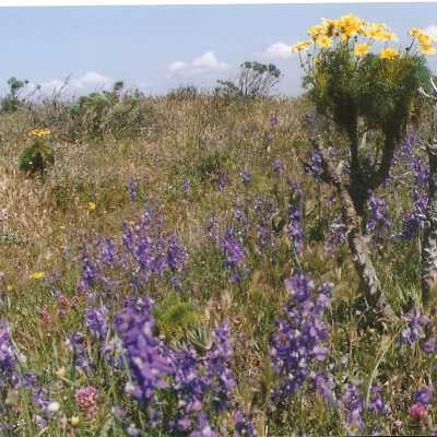 Don Wood, Delphinium parryi subspecies Blochmaniae, Dune Larkspur, Coreopsis Gigantea, Giant Coreopsis on Coreopsis Hill - April 1998