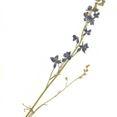 Common Name: San Bernardino Larkspur Scientific Name: Delphinium parryi A