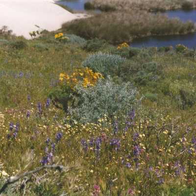 Don Wood, Delphinium parryi subspecies Blochmaniae, Dune Larkspur, Meconella linearis, Carnival Poppy, Lupinus chamissonis, Silver Dune Lupine, Coreopsis Gigantea, Giant Coreopsis, Castilleja exserta, Purple Owl's Clover on Coreopsis Hill - April 1998