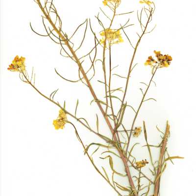 Common Names: Sanddune Wallflower, Western Wallflower Scientific Name: Erysimum capitatum (Hook