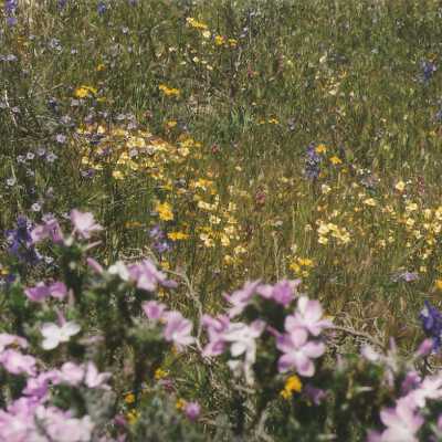 Don Wood, Leptodactylon californioum, Prickly Phlox, Delphinium parryi subspecies Blochmaniae, Dune Larkspur, Senecio californica, Yellow Dune Daisy, Phacelia distans, Dune Heliotrope, Meconella linearis, Carnival Poppy - April 1998