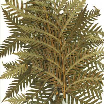 Common Names: Giant Chain Fern, Western Chain Fern Scientific Name: Woodwardia fimbriata Sm