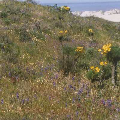 Don Wood, Castilleja exserta, Purple Owl's Clover, Delphinium parryi subspecies Blochmaniae, Dune Larkspur, Meconella linearis, Carnival Poppy, Coreopsis Gigantea, Giant Coreopsis, Ericameria ericoides, Mock Heather - April 1998