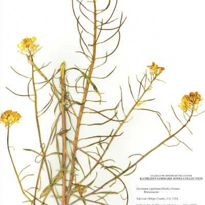 Common Names: Sanddune Wallflower, Western Wallflower Scientific Name: Erysimum capitatum (Hook