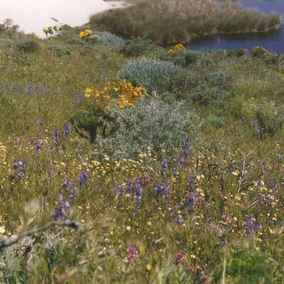 Don Wood, Delphinium parryi subspecies Blochmaniae, Dune Larkspur, Meconella linearis, Carnival Poppy, Lupinus chamissonis, Silver Dune Lupine, Coreopsis Gigantea, Giant Coreopsis on Coreopsis Hill - April 1998