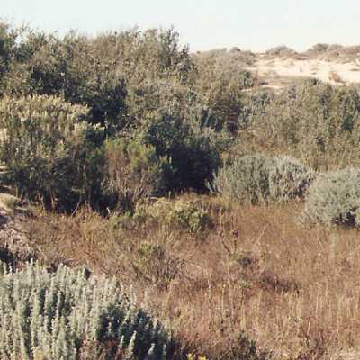 Oso Flaco Lake Color Photograph