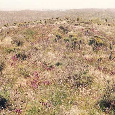 Castilleja exserta, Purple Owl's Clover in bloom on Coreopsis Hill