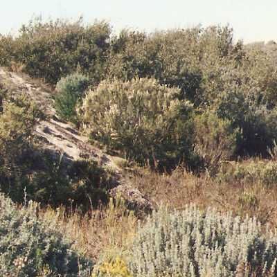 Oso Flaco Lake Color Photograph