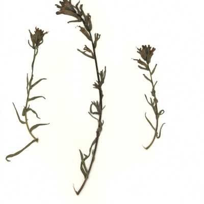 Common Name: Indian Paintbrush Scientific Name: Castilleja sp