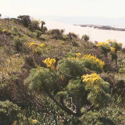 Coreopsis Hill