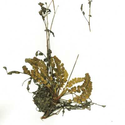 Common Name: Kellogg's Horkelia Scientific Name: Horkelia cuneata Lindl