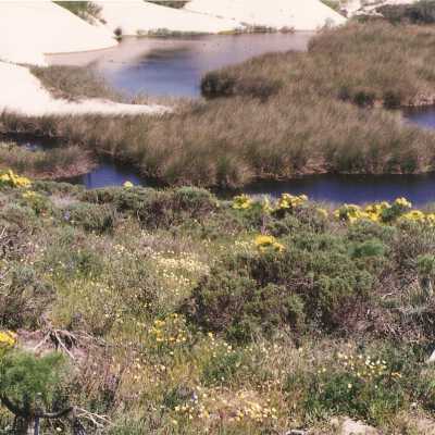 Coreopsis Lake and Hill