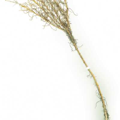 Common Name: Dune Ragwort Scientific Name: Senecio blochmaniae Greene Family: Asteraceae San Luis Obispo County, CA, USA Collected by Kathleen Goddard Jones Date: 1970's