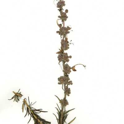 Common Name: Woolly Bluecurls Scientific Name: Trichostema lanatum Benth