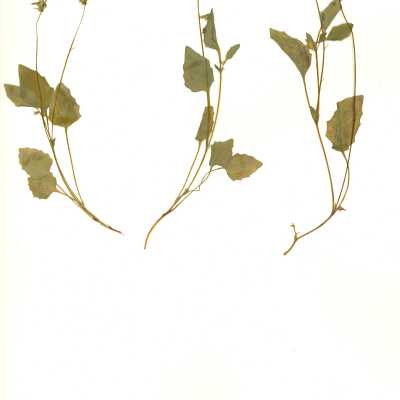 Common Names: Goosefoot Violet, Mountain Violet Scientific Name: Viola purpurea Kellogg Family: Violaceae San Luis Obispo County, CA, USA Collected by Kathleen Goddard Jones Date: 1970's