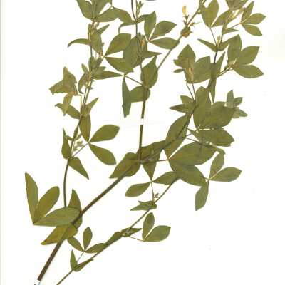 Common Name: California Goldenbanner Scientific Name: Thermopsis californica S
