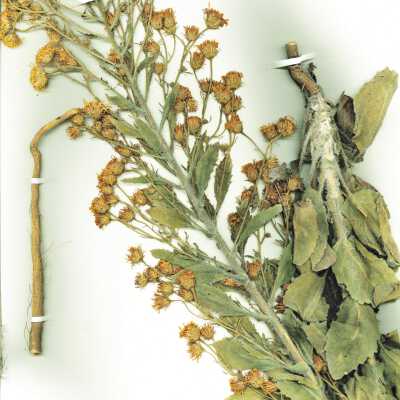 Common Name: Telegraph Weed Scientific Name: Heterotheca grandiflora Nutt
