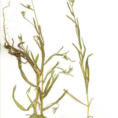 Common Names: Grassy Tarweed, Gumweed Madia, Slender Tarweed Scientific Name: Madia gracilis (Sm