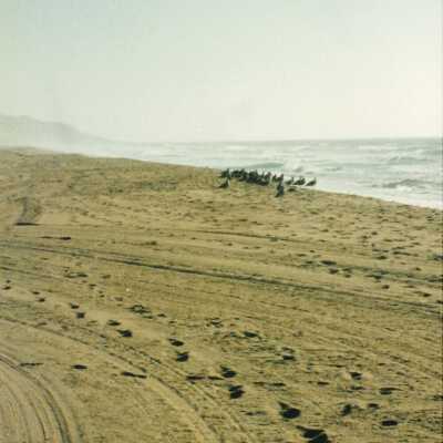 11.5" x 4" panoramic undated photograph of Oso Flaco Lake area
