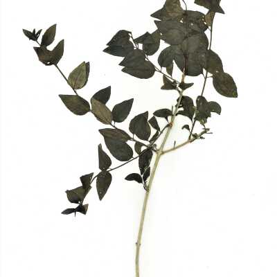Common Names: Climbing Penstemon, Heartleaf Keckiella Scientific Name: Keckiella cordifolia (Benth