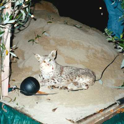 Guadalupe Christmas Parade Float 2000 4" x 6" color photograph