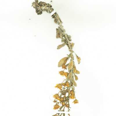 Common Name: Telegraph Weed Scientific Name: Heterotheca grandiflora Nutt